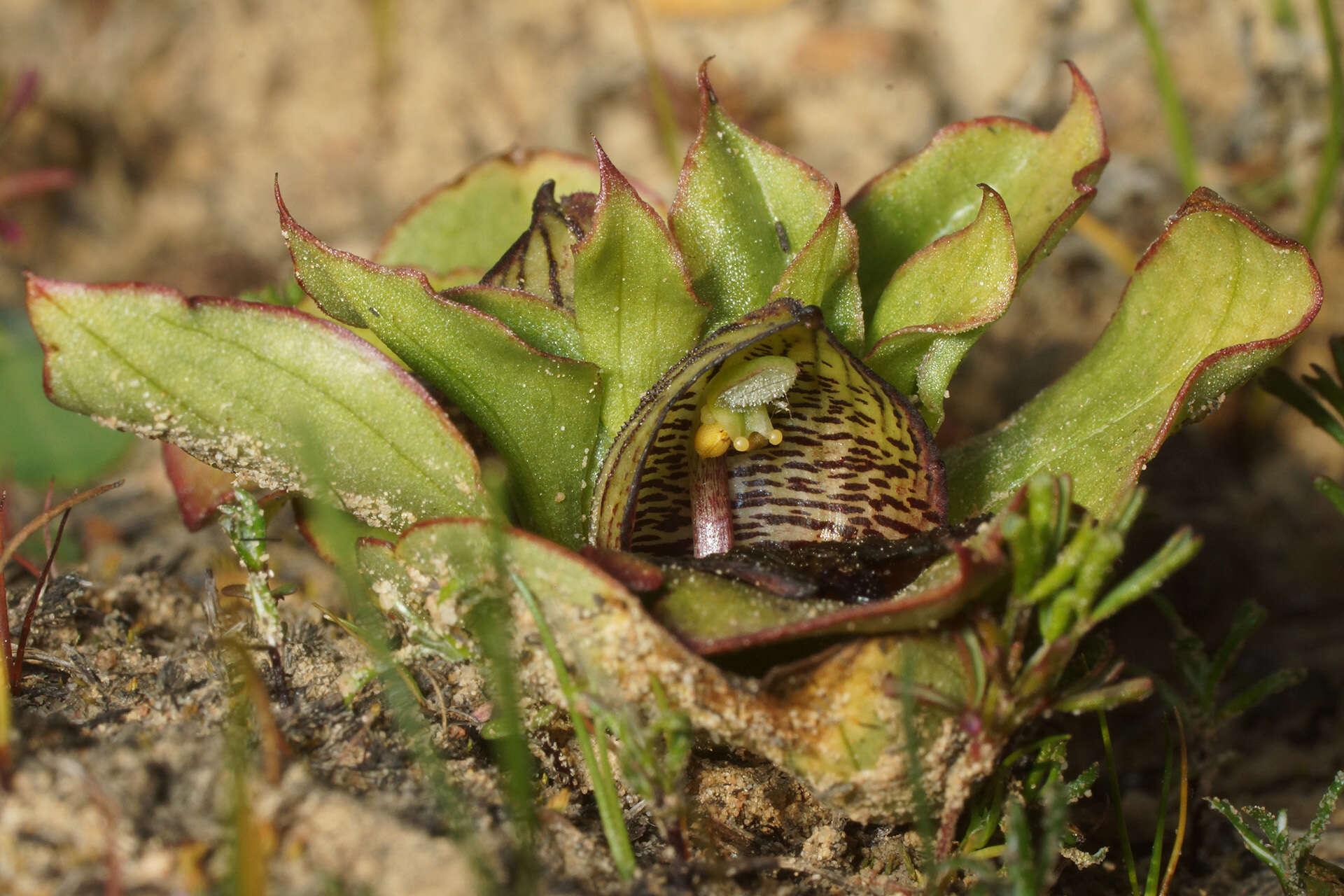 Image of Satyrium pumilum Thunb.