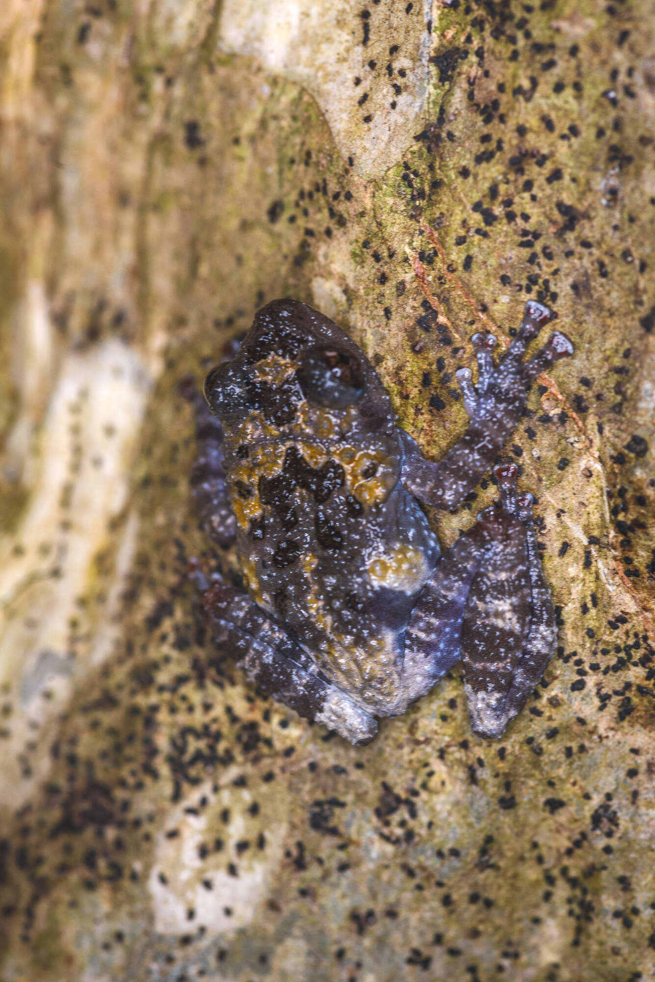 Image of Theloderma vietnamense Poyarkov, Orlov, Moiseeva, Pawangkhanant, Ruangsuwan, Vassilieva, Galoyan & Nguyen et al. 2015