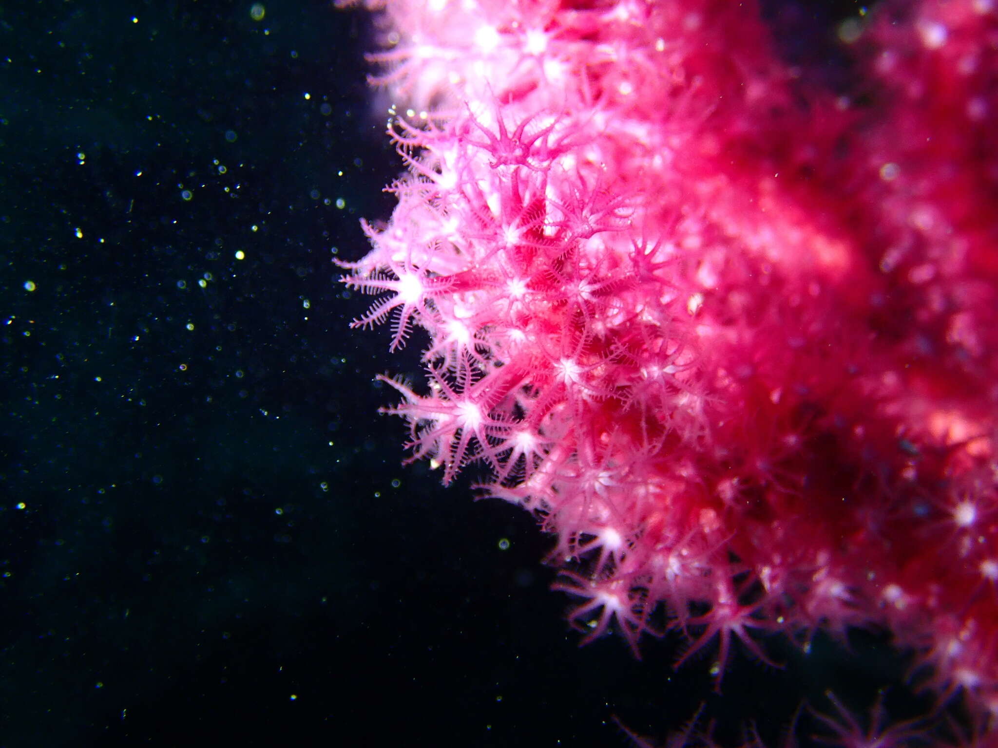 Image of chameleon sea fan