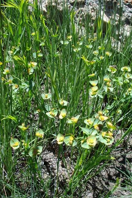 Image of Milkgrass