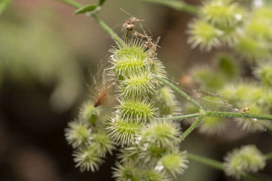 Image of bristlefruit hedgeparsley