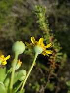 Image of Euryops algoensis DC.