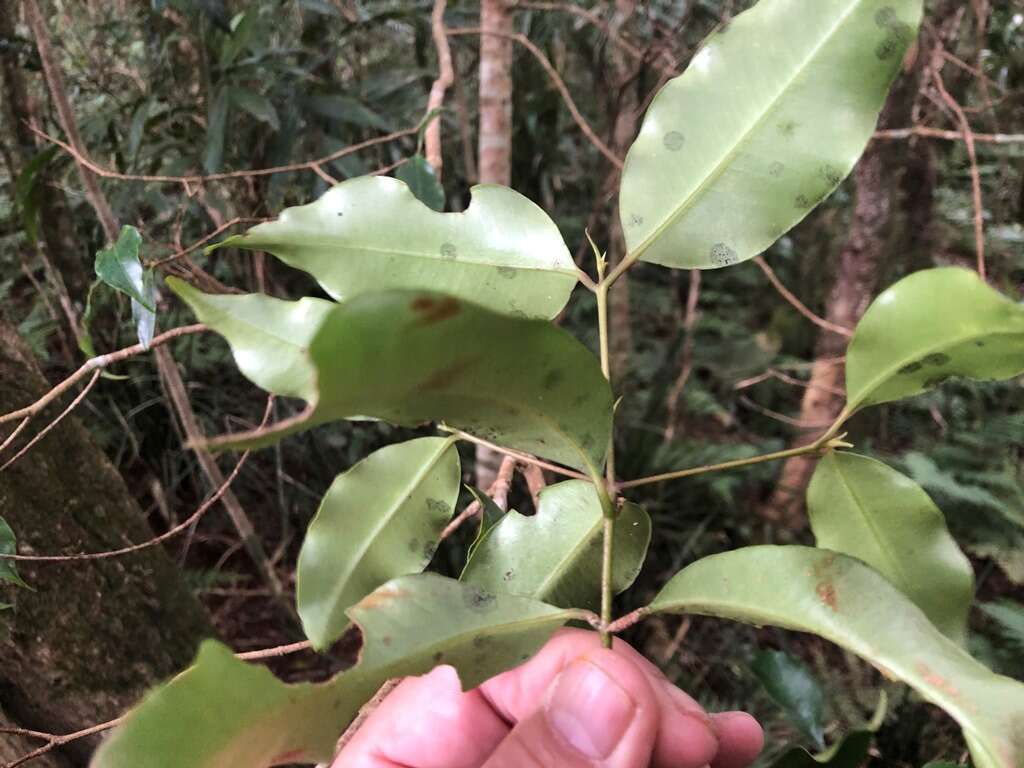 Image of Syzygium crebrinerve (C. T. White) L. A. S. Johnson