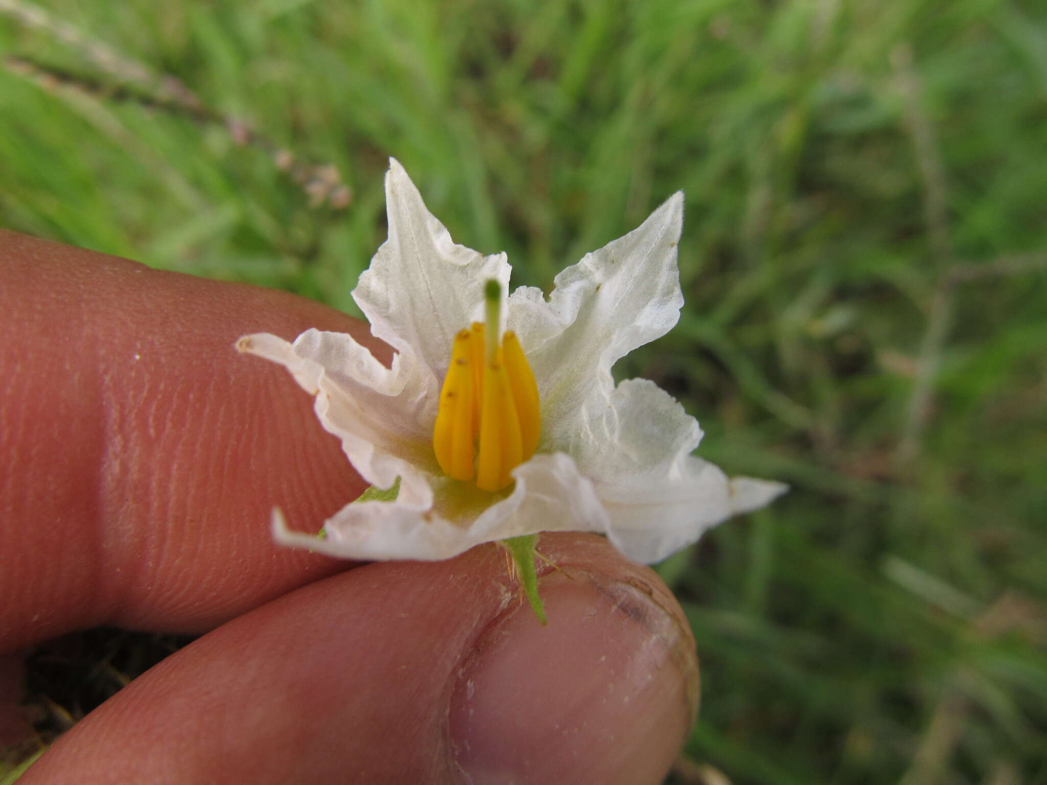 Image of Solanum reineckii Briq.