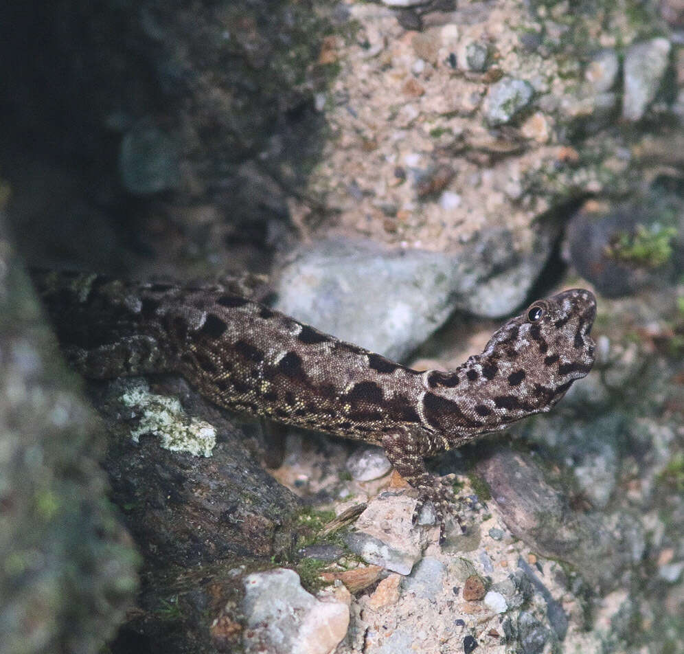 Image de Gonatodes ceciliae Donoso-barros 1966