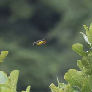 Image of Fulvous-vented Euphonia