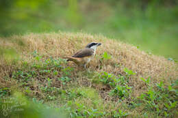 Слика од Lanius cristatus lucionensis Linnaeus 1766