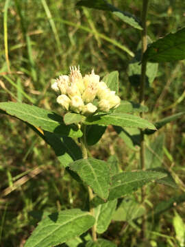 Pluchea foetida (L.) DC.的圖片