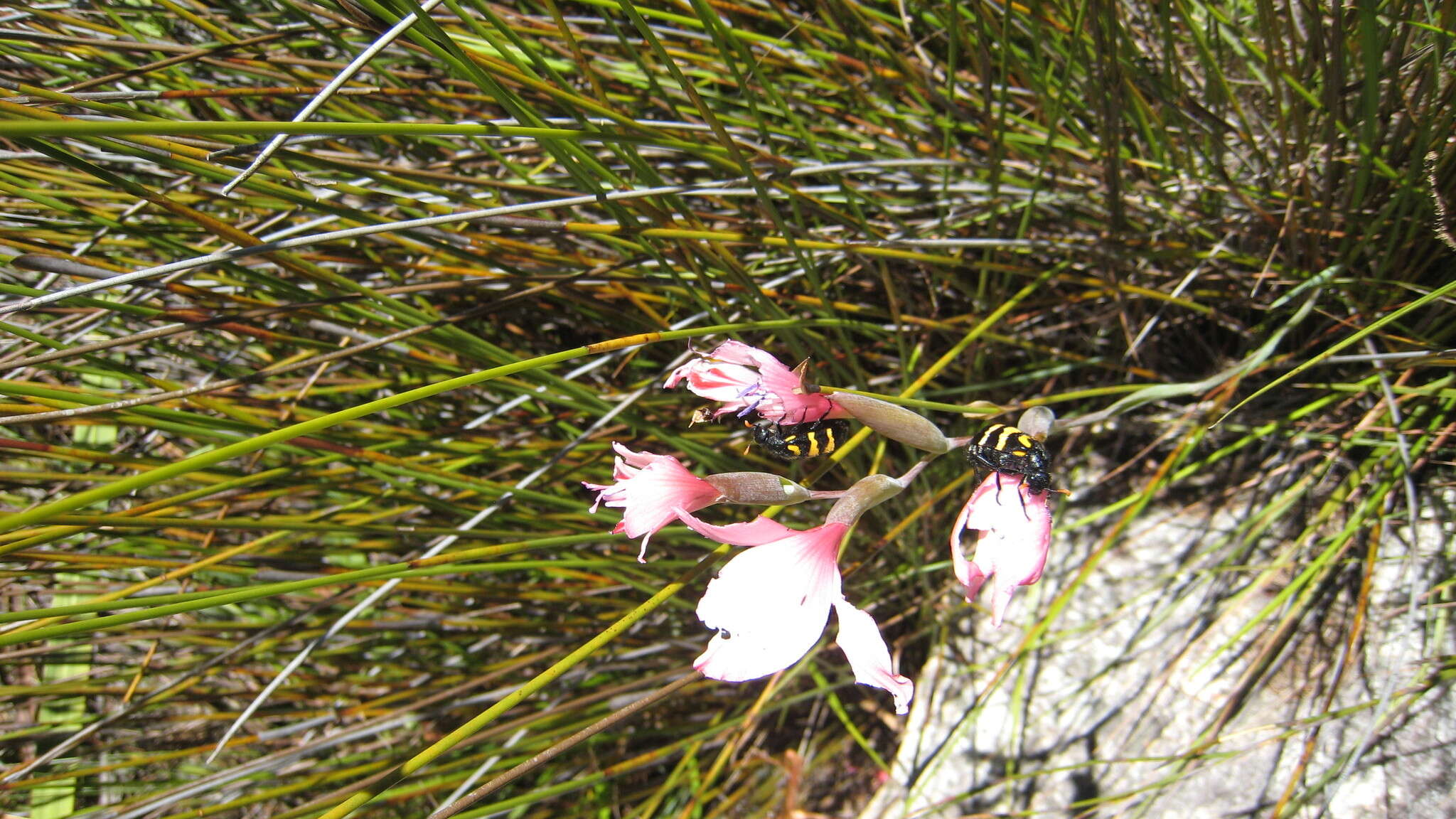 Image of <i>Hycleus lunatus</i>