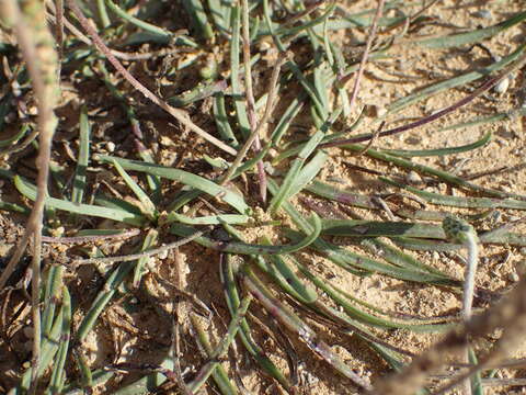 Image of Plantago maritima subsp. serpentina (All.) Arcangeli