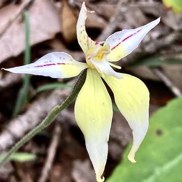 Image de Caladenia flava subsp. sylvestris Hopper & A. P. Br.