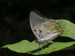 Image of Polyura delphis Doubleday 1843