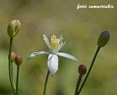 Image of Clematis elisabethae-carolae Greuter