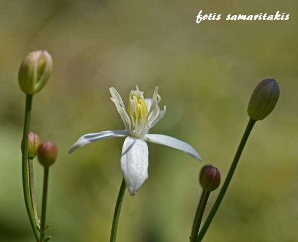 Image of Clematis elisabethae-carolae Greuter