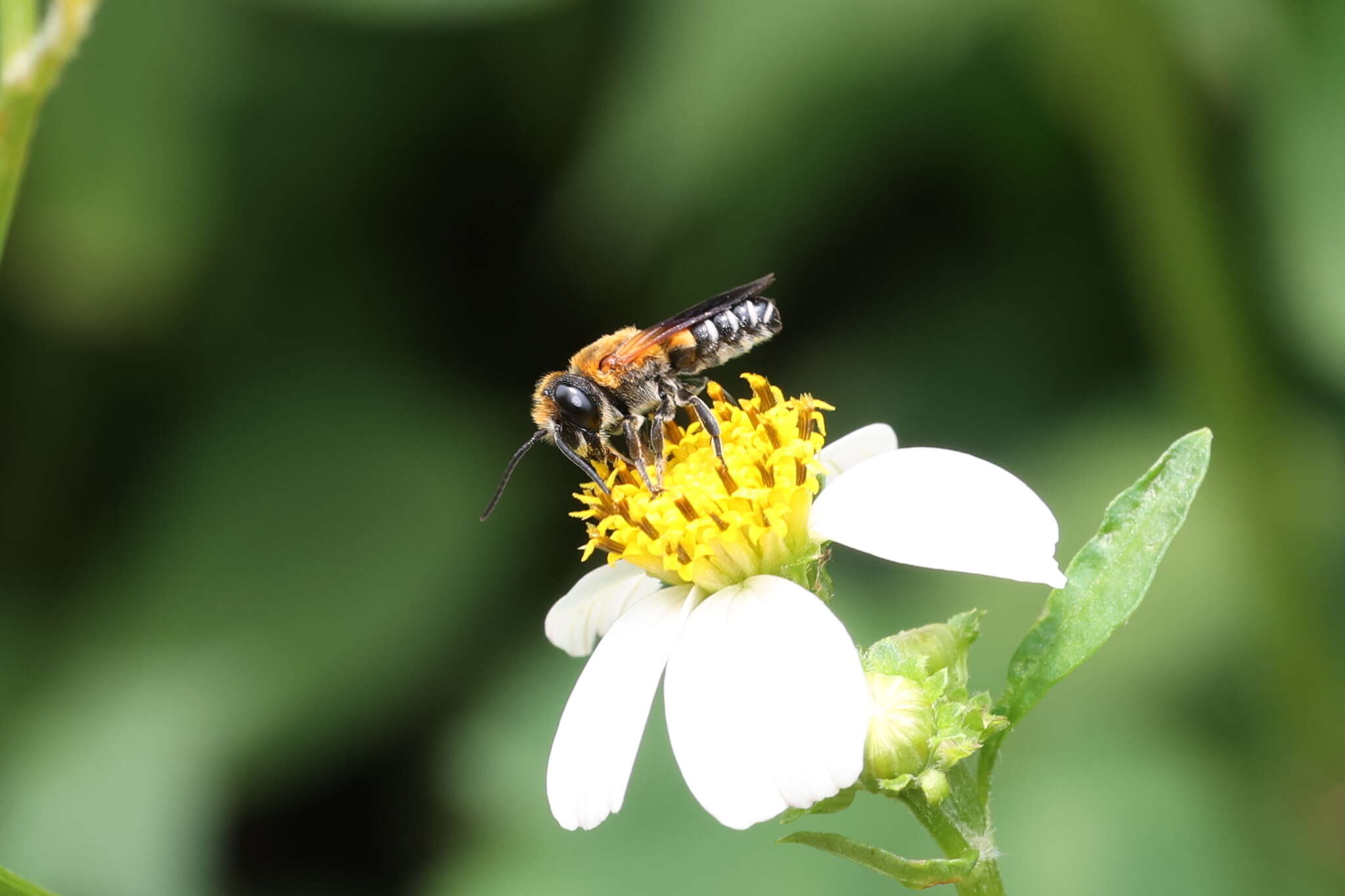 Image of Bee