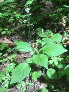 Image of small enchanter's nightshade