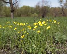 صورة Ranunculus pedatus subsp. silvisteppaceus (Dubovik) A. G. Elenevskii & T. G. Derviz-Sokolova