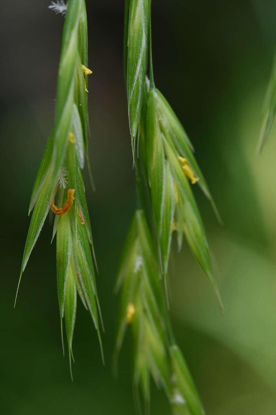 Image of nodding brome