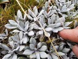 Image of white mountain daisy