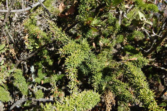 Image of Colletia ulicina Gill. & Hook.