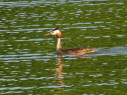 Image of Podiceps cristatus cristatus (Linnaeus 1758)