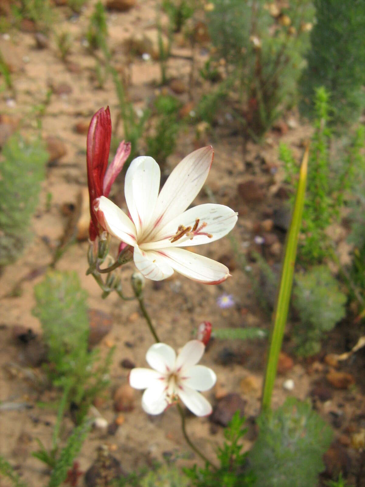 Image of Geissorhiza brevituba (G. J. Lewis) Goldblatt