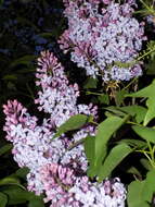 Image of Common Lilac