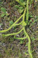 Image of foxtail clubmoss