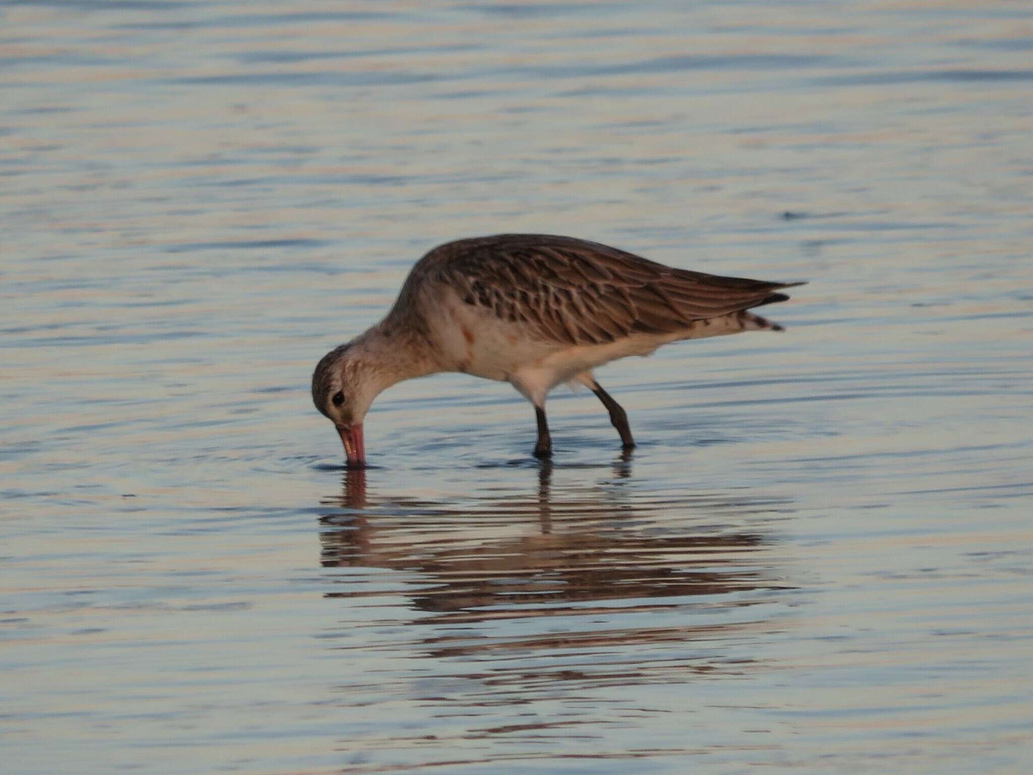 Image of Limosa lapponica lapponica (Linnaeus 1758)