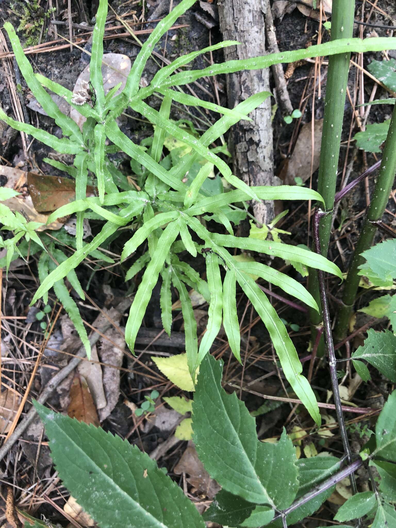 Sivun Pteris multifida Poir. kuva