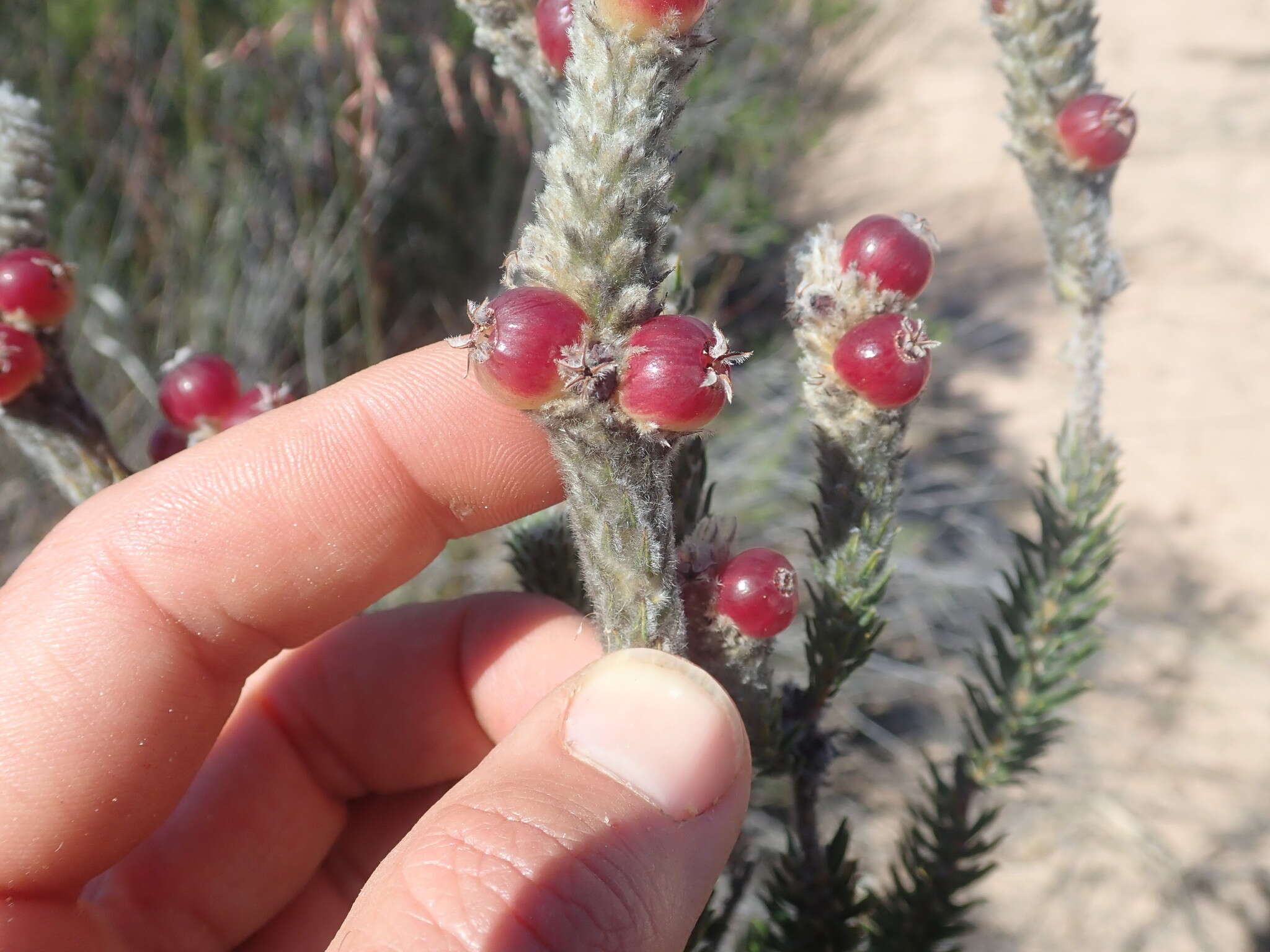 Image of Phylica cylindrica Wendl.