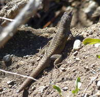 Image of Elongate Tree Iguana