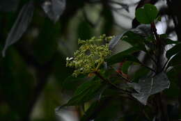 Image of Hydrangea integrifolia Hayata