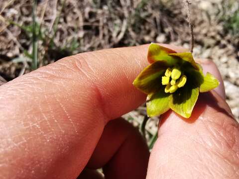 Image of Fritillaria fleischeriana Steud. & Hochst. ex Schult. & Schult. fil.