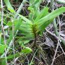 Sivun Jumellea arborescens H. Perrier kuva