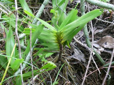 Sivun Jumellea arborescens H. Perrier kuva