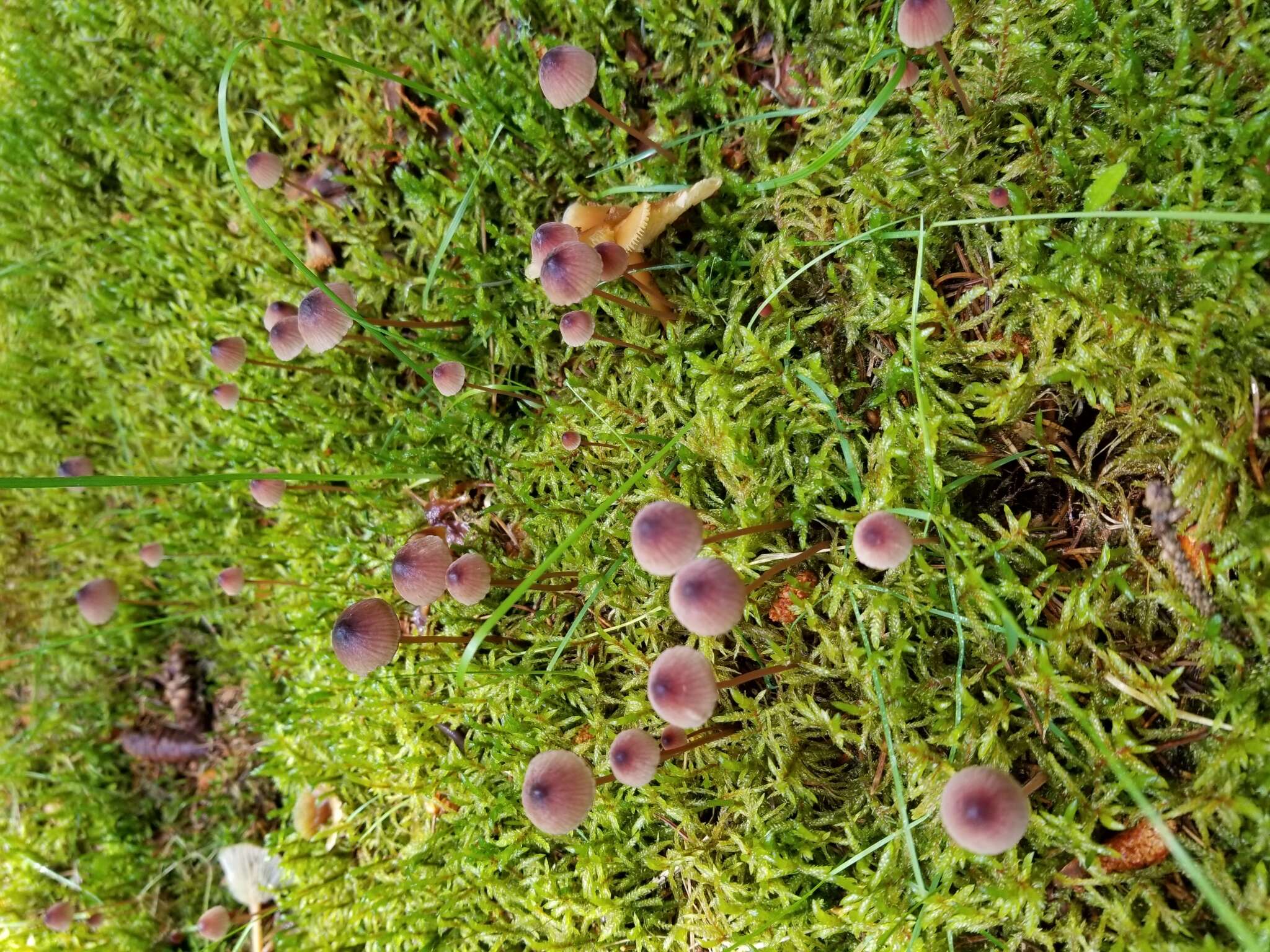 Image of Mycena sanguinolenta (Alb. & Schwein.) P. Kumm. 1871