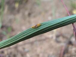 Image of Puccinia bupleuri (Opiz) F. Rudolphi 1829