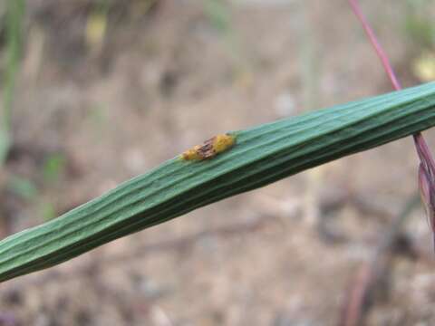 Imagem de Puccinia bupleuri (Opiz) F. Rudolphi 1829