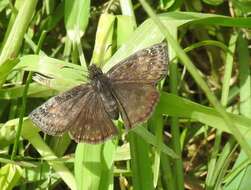 Image of Wild Indigo Duskywing