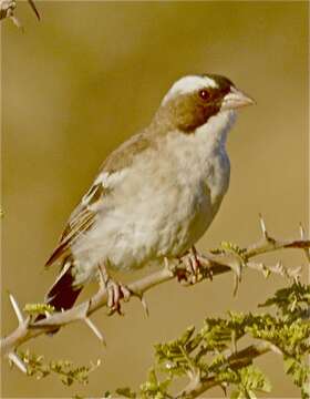 Image of sparrow-weaver