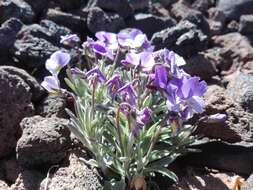 Image of Viola cheiranthifolia Humb. & Bonpl.