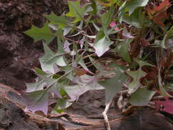 Image of Sonchus pendulus (Sch. Bip.) A. N. Sennikov