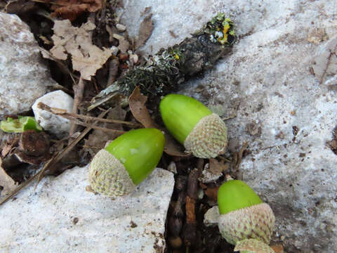 Image of Downy oak