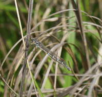 Image of Austrolestes annulosus (Selys 1862)