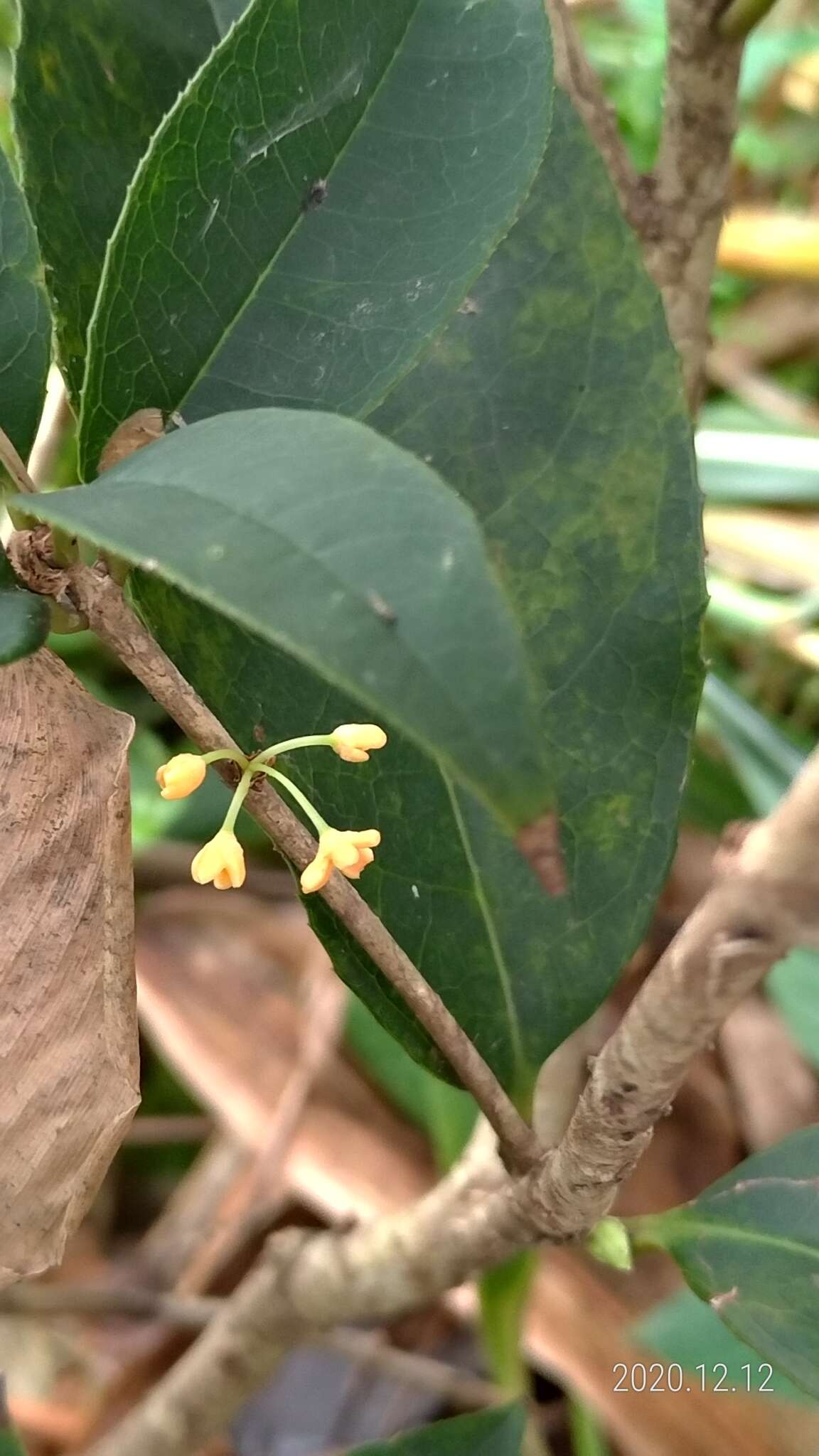 Image of Osmanthus delavayi Franch.