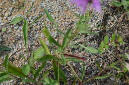 Image of spotted knapweed