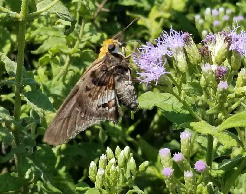 Image of Mercurial Skipper