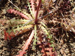 Image de Malacothrix floccifera (DC.) S. F. Blake