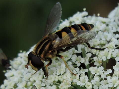 Image of Helophilus fasciatus Walker 1849